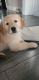 Golden Retriever Puppies for sale in Waterford Twp, MI, USA. price: $650