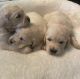 Golden Retriever Puppies for sale in Endicott, WA 99125, USA. price: NA