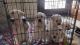 Golden Retriever Puppies for sale in Sahibzada Ajit Singh Nagar, Punjab, India. price: 25000 INR