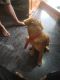 Golden Retriever Puppies for sale in Golden Pearl Apartment, 6th Cross Rd, Chikkamaranahalli, M S R Nagar, Mathikere, Bengaluru, Karnataka 560054, India. price: 10000 INR