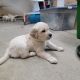 Golden Retriever Puppies for sale in Castle Rock, CO, USA. price: $1,500