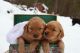 Golden Retriever Puppies for sale in Eagle Bay, BC V0E 1T0, Canada. price: NA