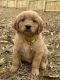 Golden Retriever Puppies for sale in Amity, AR 71921, USA. price: NA
