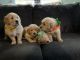 Golden Retriever Puppies for sale in Modesto, CA, USA. price: NA