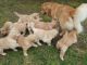 Golden Retriever Puppies for sale in New York, NY, USA. price: $600