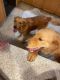 Golden Retriever Puppies for sale in Smithsburg, MD 21783, USA. price: $300