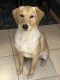Golden Retriever Puppies for sale in Fort Lauderdale, FL 33313, USA. price: $250