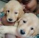 Golden Retriever Puppies for sale in Balaraman Garden Salai, Parthasarathy Nagar, Manapakkam, Chennai, Tamil Nadu 600125, India. price: 12000 INR