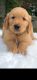 Golden Retriever Puppies for sale in Cranston, RI, USA. price: $1,595