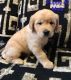 Golden Retriever Puppies for sale in North Judson, IN 46366, USA. price: NA