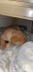Golden Retriever Puppies for sale in Argyle, MN 56713, USA. price: NA