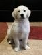 Golden Retriever Puppies for sale in Frisco, TX, USA. price: $2,000