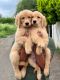 Golden Retriever Puppies for sale in Pune, Maharashtra, India. price: 26,000 INR