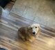 Golden Retriever Puppies for sale in Quincy, OH 43343, USA. price: $250
