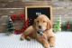 Golden Retriever Puppies for sale in ON-401, Ontario, Canada. price: $1,500