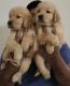Golden Retriever Puppies for sale in Madhapur, Hyderabad, Telangana, India. price: 15000 INR