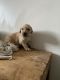 Golden Retriever Puppies for sale in Indianapolis, IN, USA. price: $900