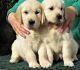 Golden Retriever Puppies for sale in Daytona Beach, FL, USA. price: $700