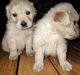 Golden Retriever Puppies for sale in Lucknow, Uttar Pradesh, India. price: 15000 INR