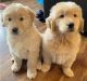 Golden Retriever Puppies for sale in Daytona Beach, FL, USA. price: NA