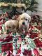 Golden Retriever Puppies for sale in Athens, AL 35611, USA. price: $850