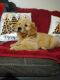 Golden Retriever Puppies for sale in 34 Brunswick Ln, Willingboro, NJ 08046, USA. price: $1,200