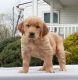 Golden Retriever Puppies for sale in TX-249, Houston, TX, USA. price: NA