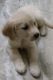 Golden Retriever Puppies for sale in Secunderabad, Telangana, India. price: 15000 INR