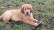 Golden Retriever Puppies for sale in 2668 FM 128, Pecan Gap, TX 75469, USA. price: $1,594