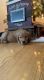 Golden Retriever Puppies for sale in Chicago, IL 60634, USA. price: $750
