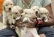 Golden Retriever Puppies for sale in Thiruvananthapuram, Kerala, India. price: 20000 INR