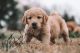 Golden Retriever Puppies for sale in Albemarle, NC, USA. price: $1,500