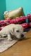 Golden Retriever Puppies for sale in Ravalkole, Telangana 501401, India. price: 13000 INR