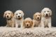 Golden Retriever Puppies for sale in Heber City, UT 84032, USA. price: $1,000