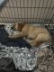 Golden Retriever Puppies for sale in Hendersonville, NC, USA. price: NA