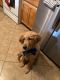 Golden Retriever Puppies for sale in Riverside, CA, USA. price: $400