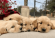 Golden Retriever Puppies for sale in Hills Road, 7222 Pacifica Ranch Dr, Rancho Santa Fe, CA 92091, USA. price: $1,900