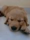 Golden Retriever Puppies for sale in Bavdhan, Pune, Maharashtra, India. price: 24000 INR
