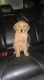 Golden Retriever Puppies for sale in Dearborn, MI, USA. price: $600