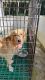 Golden Retriever Puppies for sale in Malayinkeezh, Kerala, India. price: 10000 INR