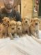 Golden Retriever Puppies for sale in Pound, VA 24279, USA. price: $1,000