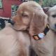 Golden Retriever Puppies for sale in Chilliwack, BC, Canada. price: $1,200