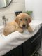 Golden Retriever Puppies for sale in Pittsburg, CA, USA. price: NA