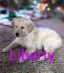 Golden Retriever Puppies for sale in Elyria, OH 44035, USA. price: $500