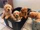 Golden Retriever Puppies for sale in New York, NY, USA. price: $500
