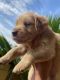 Golden Retriever Puppies for sale in Thoothukudi, Tamil Nadu, India. price: 30 INR