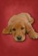 Golden Retriever Puppies for sale in Temple Hills, MD, USA. price: $800