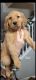 Golden Retriever Puppies for sale in Woodstock, ON, Canada. price: $1,000