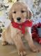 Golden Retriever Puppies for sale in Orange Park, FL 32065, USA. price: $1,800