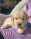 Golden Retriever Puppies for sale in Dearing, GA 30808, USA. price: $800